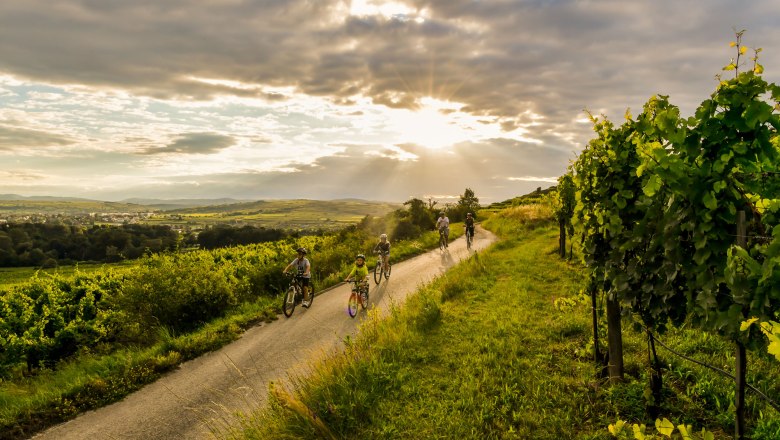 Unterwegs am Kamptalradweg, © NÖ Werbung, Robert Herbst