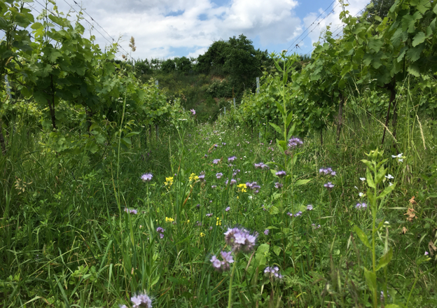 Ein Weinberg mit bl&uuml;henden Wildblumen zwischen den Reben unter einem bew&ouml;lkten Himmel.