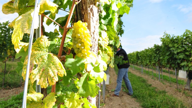 Weingut Thomas Herndler, © Point of view-Robert Herbst