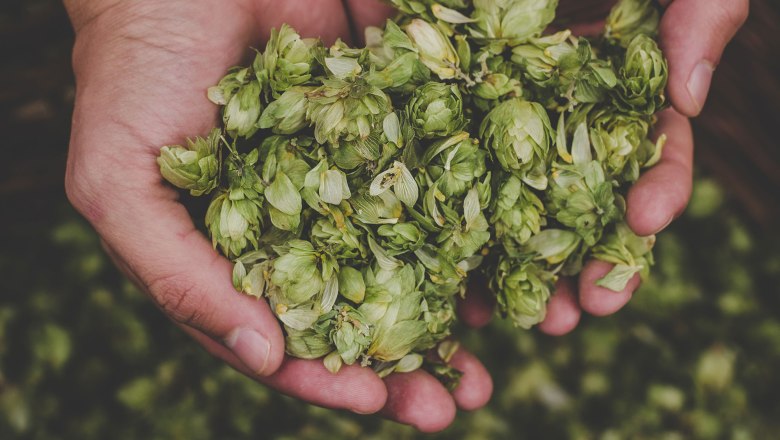 Feinster Hopfen, © AdobeStock