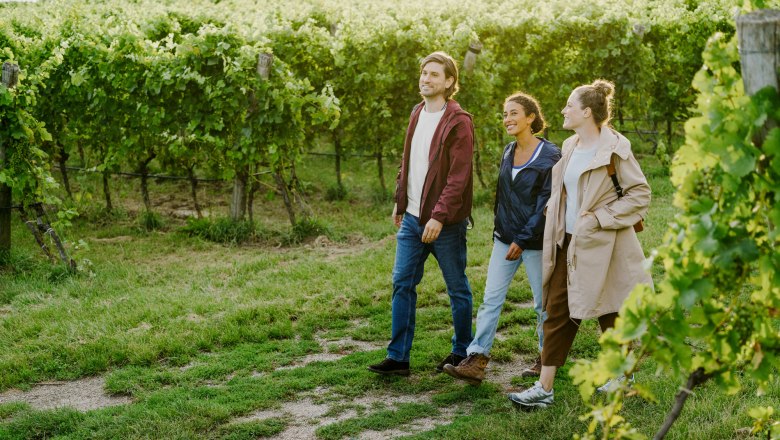 Wandern zwischen den Rebzeilen, © Niederösterreich-Werbung/Julius Hirtzberger