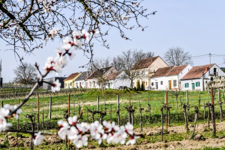 Fr&uuml;hling in der Kellergasse, &copy; POV Robert Herbst