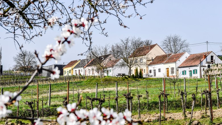 Frühling in der Kellergasse, © POV Robert Herbst