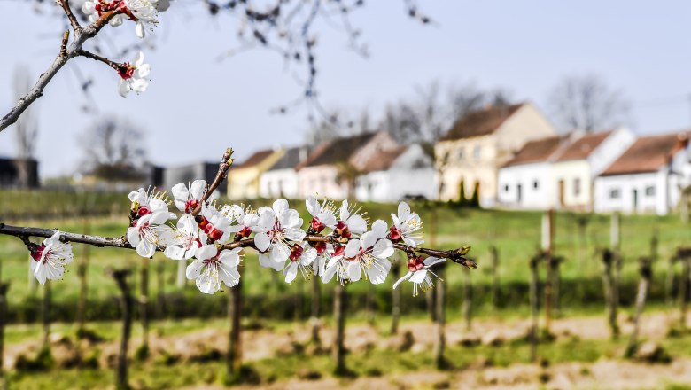 Frühling in der Kellergasse, © POV Robert Herbst