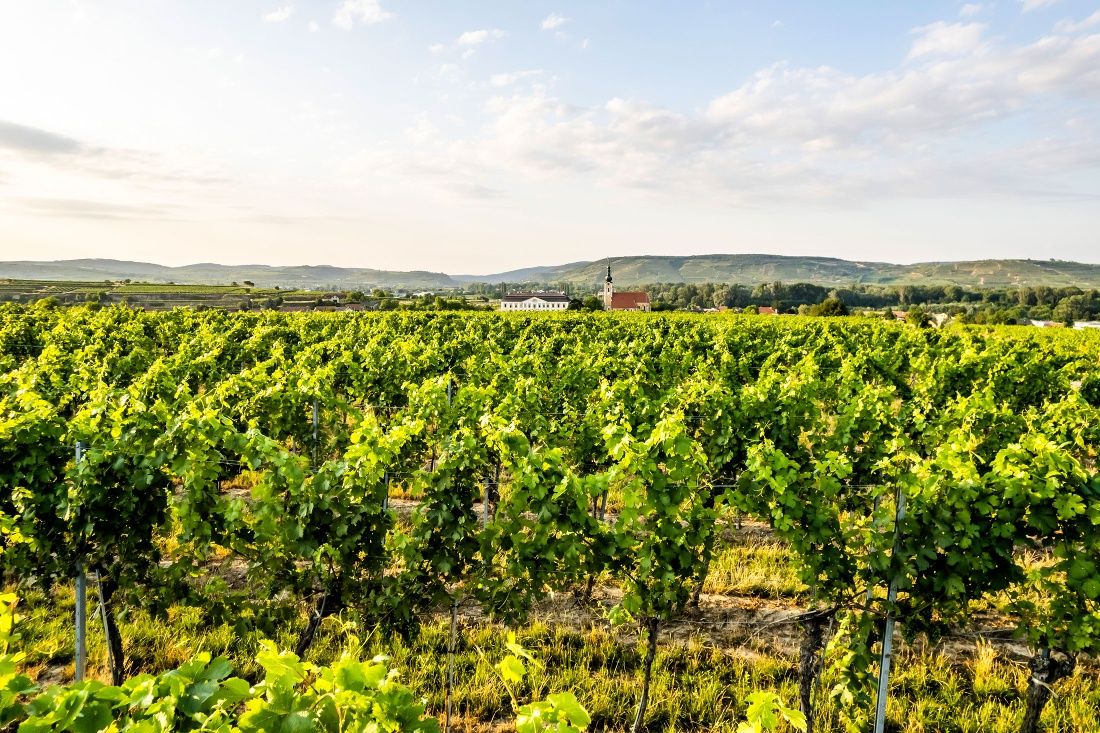 Veltliner-Runde