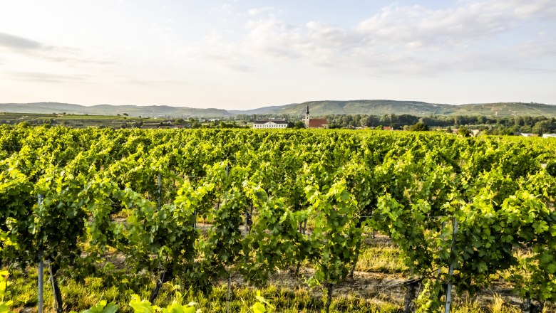 Am Winzerdorfweg: Blick auf Kirche und Schloss von Gobelsburg, © POV Robert Herbst