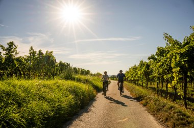 Durch die Weingärten von Langenlois mit dem Rad, © POV Robert Herbst