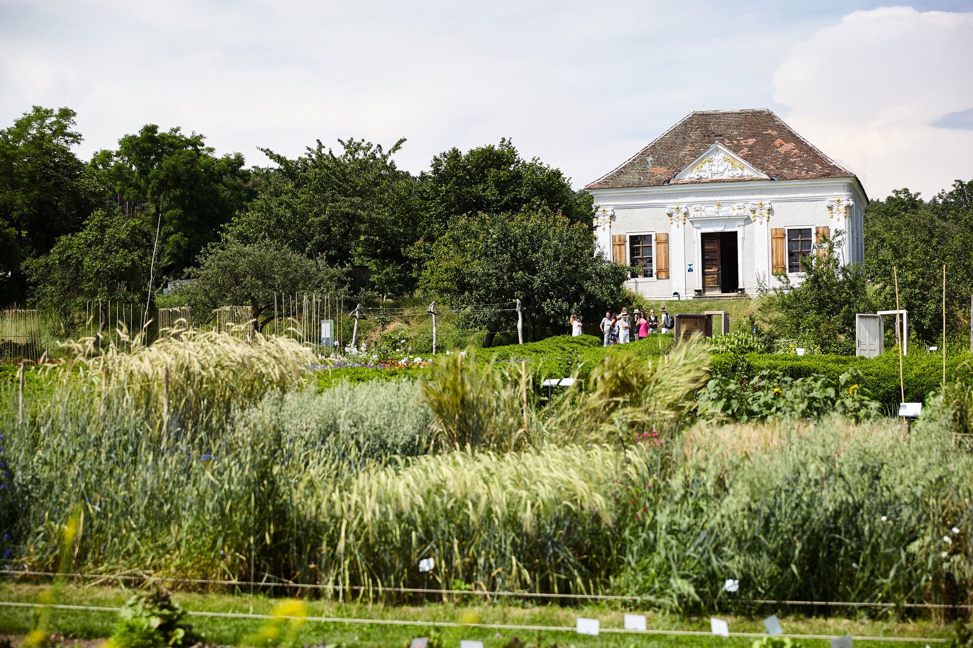 Ein Garten im Hintergrund ein Haus. 