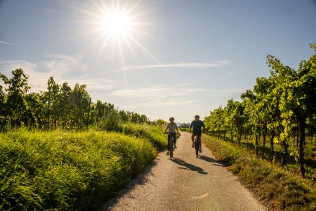 Durch die Weingärten von Langenlois mit dem Rad, © POV Robert Herbst